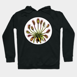 Giant Sundew Plant Beautiful Botanical Drosera Illustration Hoodie